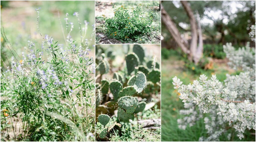 Our walking trail contains many native Texas plants